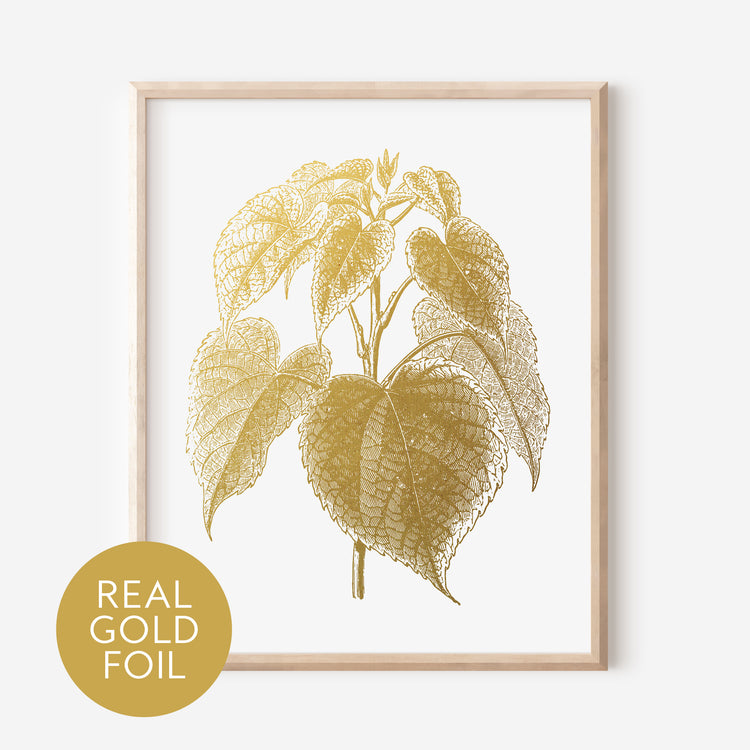 Idesia Polycarpa Gold Foil Print
