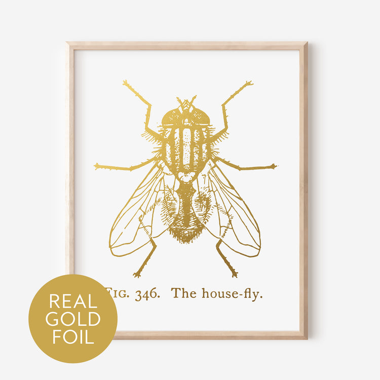 House Fly Gold Foil Print