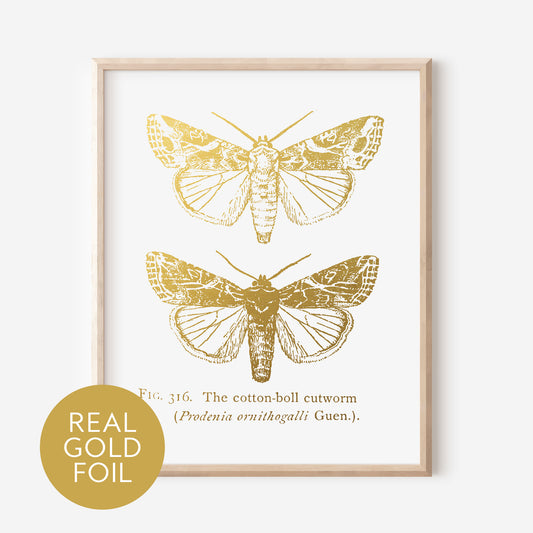 Cotton-boll Moth Gold Foil Print