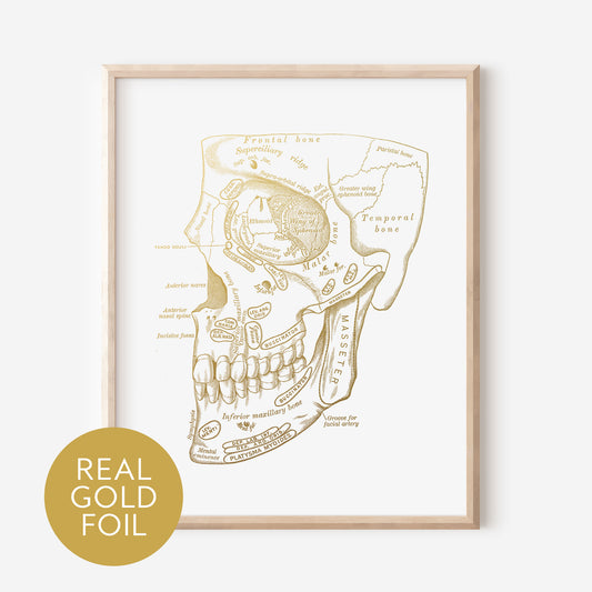 Anatomical Skull Gold Foil Print