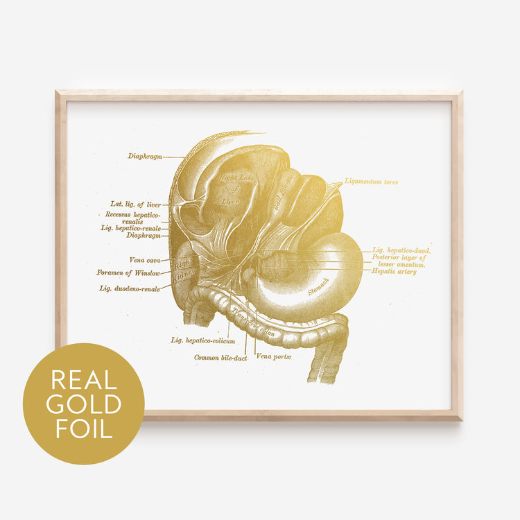 Small Intestines Gold Foil Print