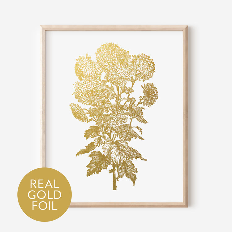 Chrysanthemum Sinense Gold Foil Print