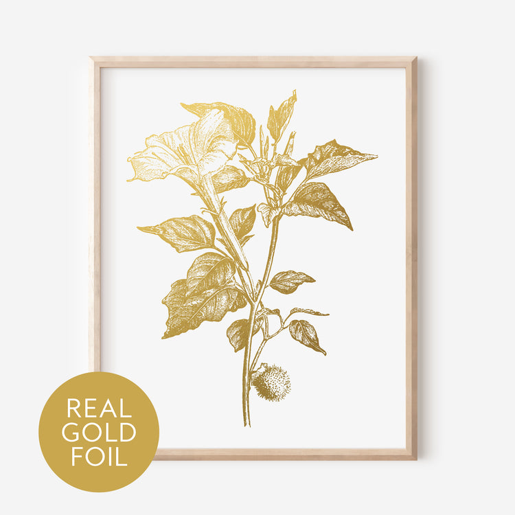 Angels Trumpet Gold Foil Print
