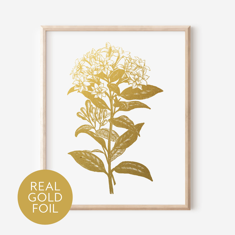 Bouvardia Gold Foil Print