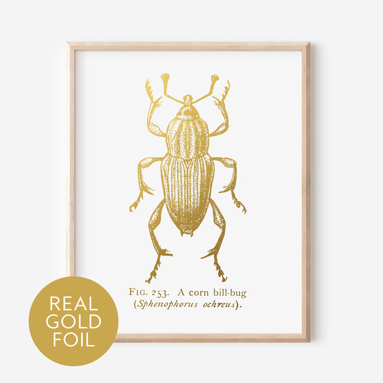 Corn Bill Bug Gold Foil Print
