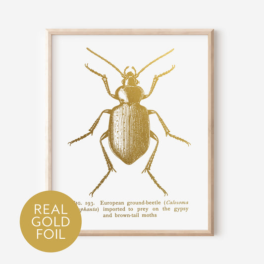 Ground Beetle Gold Foil Print