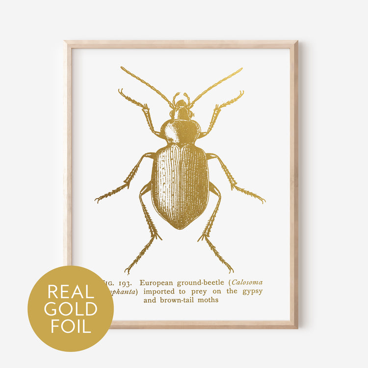 Ground Beetle Gold Foil Print